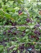 Крыжовник Черномор min