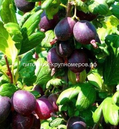 Крыжовник Черномор