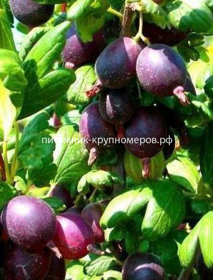 Крыжовник Черномор