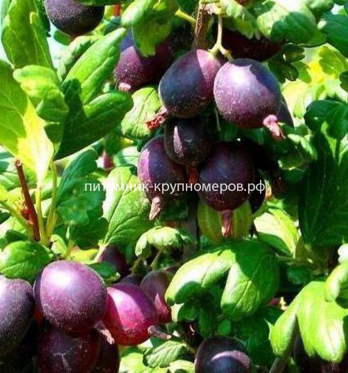 Крыжовник Черномор