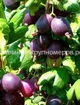 Крыжовник Черномор min