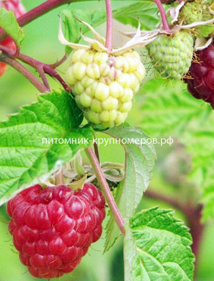 Малина Cпутница