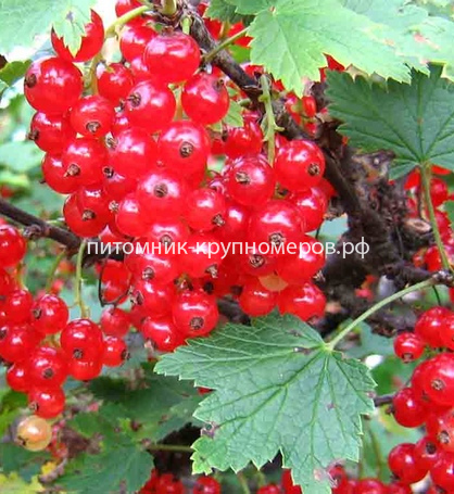 Смородина Голландская красная