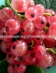 Смородина Голландская красная min