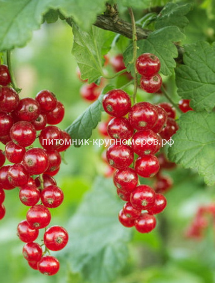 Смородина Голландская красная