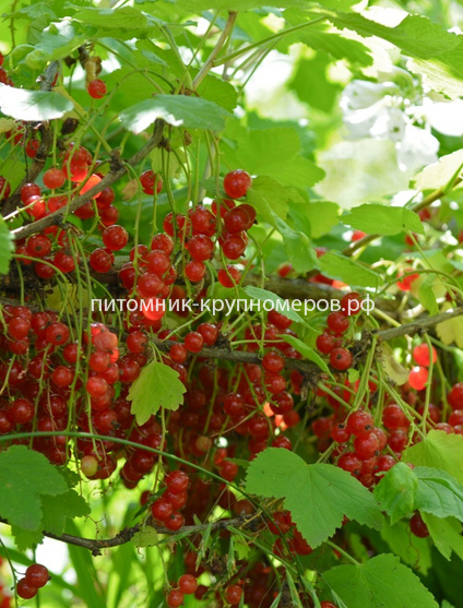 Смородина красная Натали