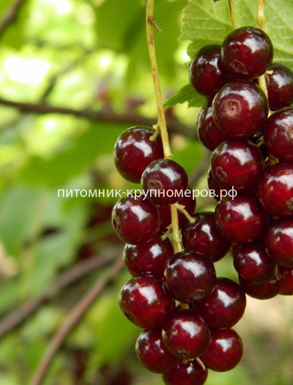 Смородина красная Гранатная