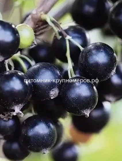 Смородина черная Селеченская