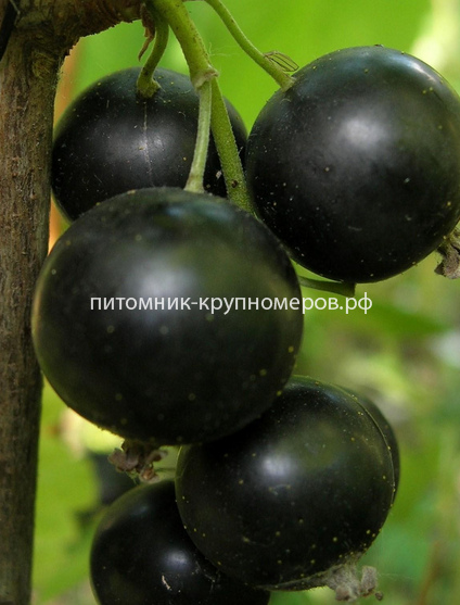 Смородина черная Селеченская