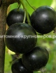 Смородина черная Селеченская min