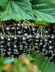Смородина черная Селеченская min