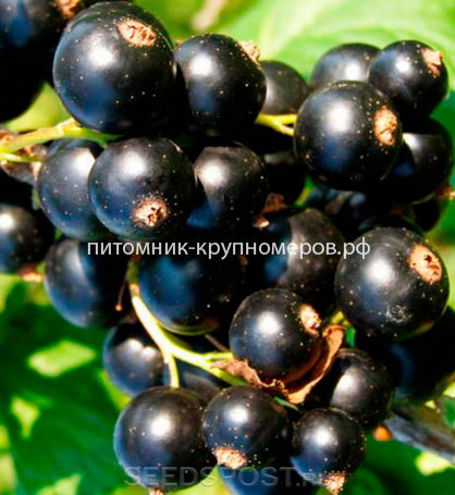 Смородина черная Багира