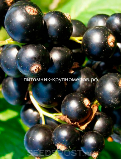 Смородина черная Багира
