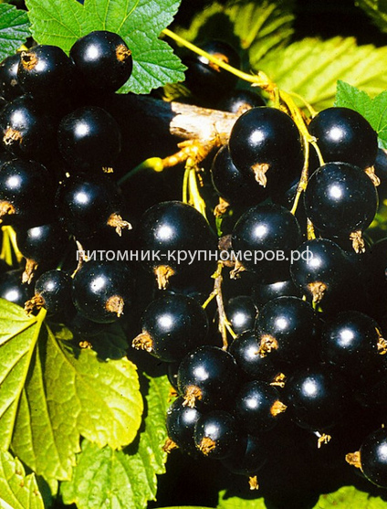 Смородина черная Черный жемчуг