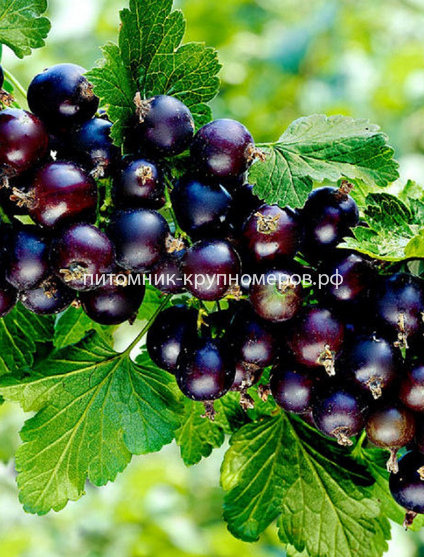 Смородина черная Зеленая дымка