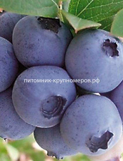 Голубика Голдтраубе