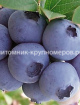 Голубика Голдтраубе min