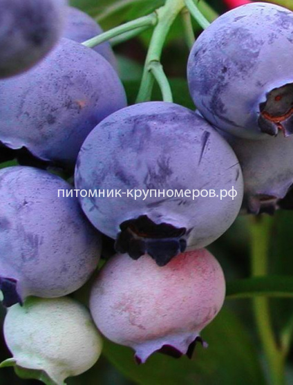 Голубика Голдтраубе