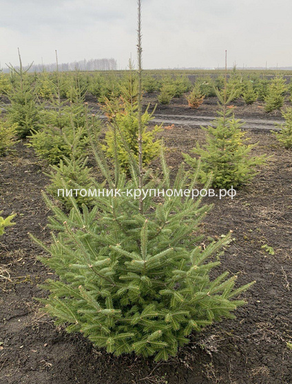 Пихта Фразера