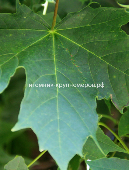 Клен остролистный