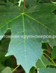 Клен остролистный min