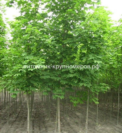 Клен остролистный