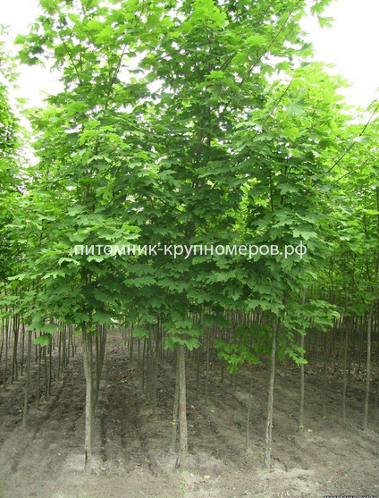 Клен остролистный
