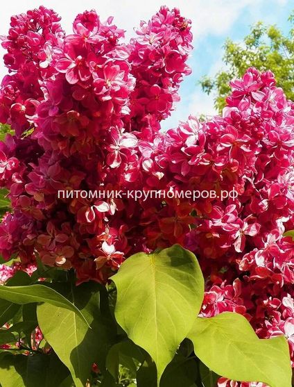 Сирень Красная Москва