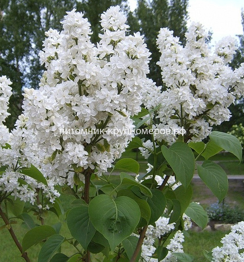 Сирень Флора