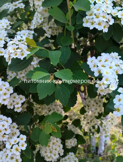Спирея Вангутта