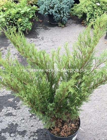Можжевельник казацкий Мас
