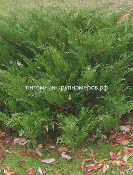 Можжевельник казацкий Мас
