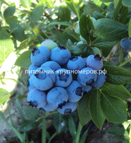 Голубика высокорослая Блюголд
