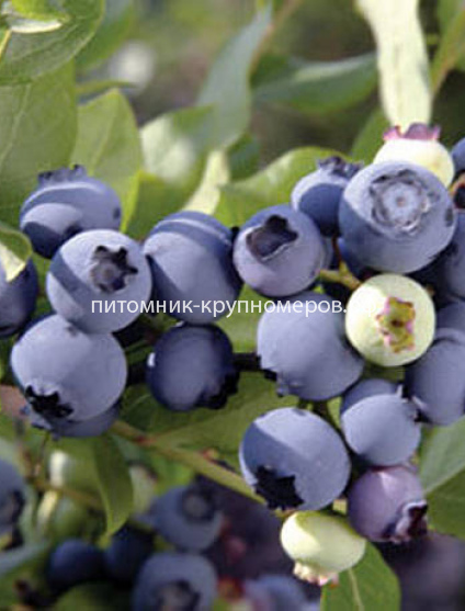 Голубика высокорослая Чендлер