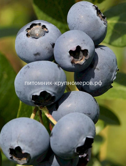 Голубика высокорослая Чендлер