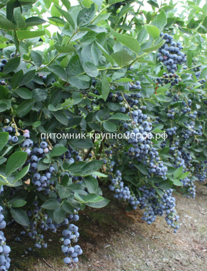 Голубика высокорослая Чендлер