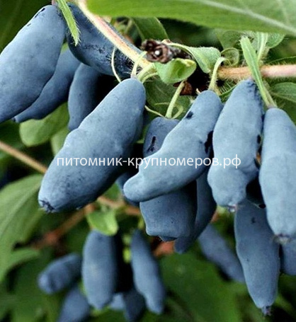 Жимолость камчатская Бакчарский великан