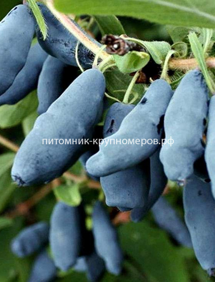 Жимолость камчатская Бакчарский великан