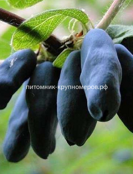 Жимолость камчатская Бакчарский великан