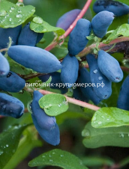 Жимолость камчатская Бакчарский великан