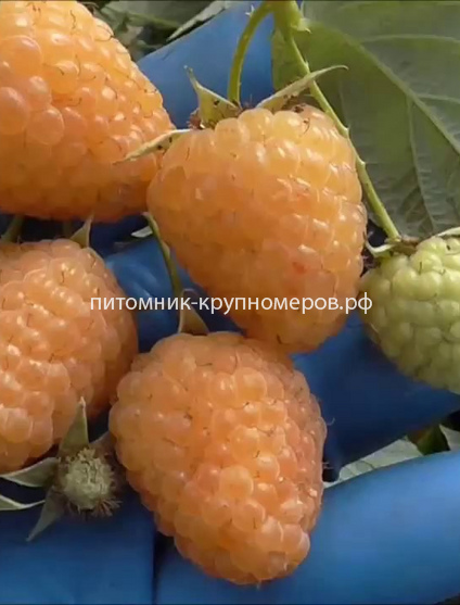 Малина ремонтантная Желтая Зюгана