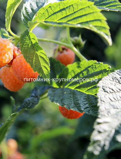 Малина ремонтантная Желтая Зюгана