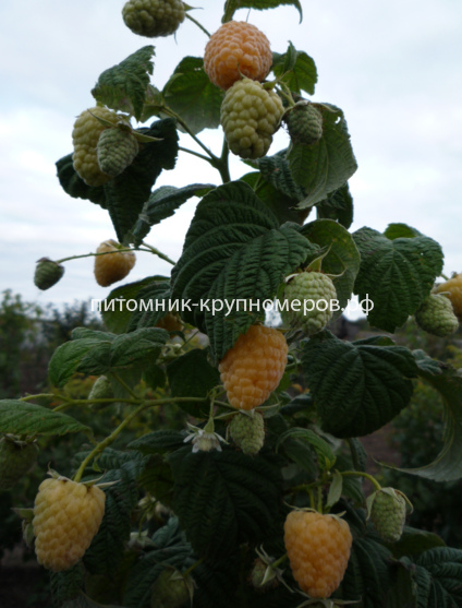 Малина ремонтантная Желтая Зюгана