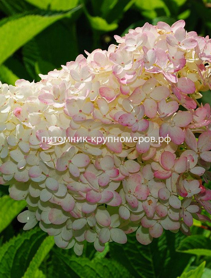 Гортензия метельчатая Грандифлора