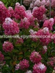Гортензия метельчатая Фрамбосин min