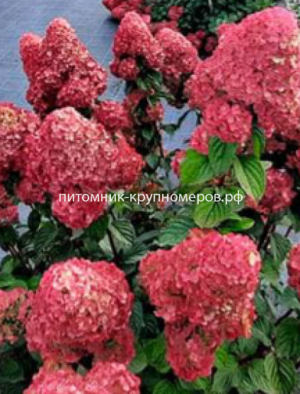 Гортензия метельчатая Фрамбосин