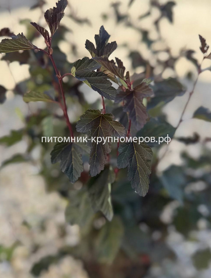 Пузыреплодник калинолистный Ред Барон