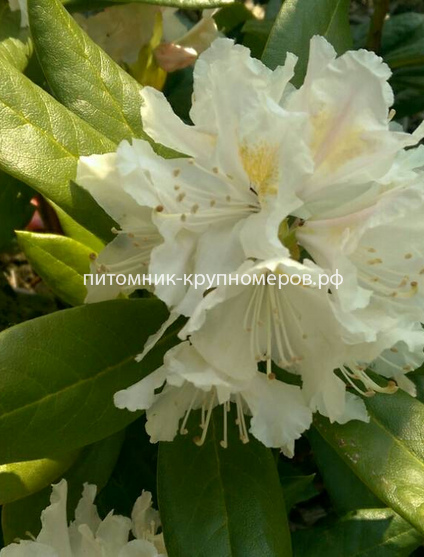 Рододендрон Белый Лебедь