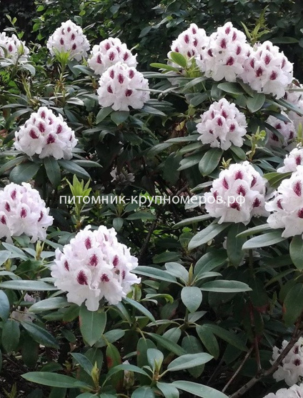 Рододендрон Кальсап