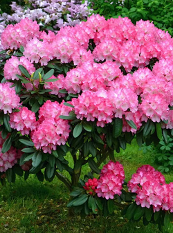 Рододендрон Хельсинский Университет